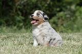 BERGER AUSTRALIEN PUPPIES 335